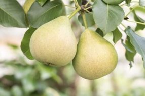 Early Gold Pear