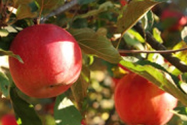 fuji apple