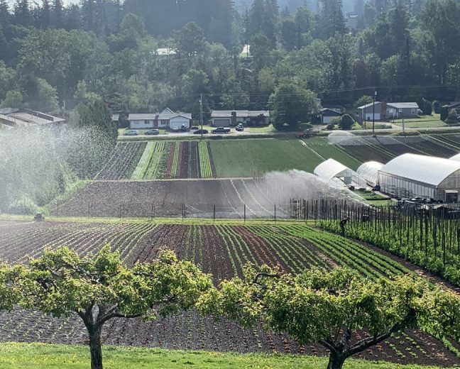 watering Joe's Gardens