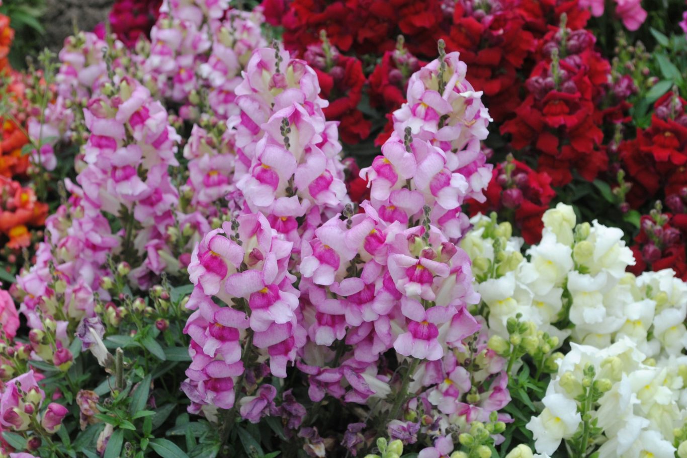 Snapdragon flowers