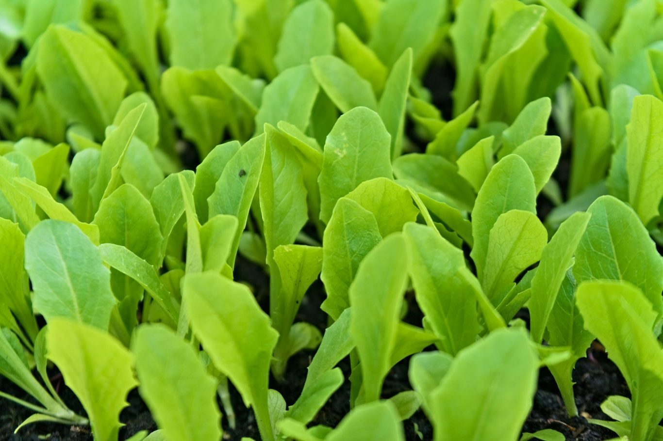 Lettuces