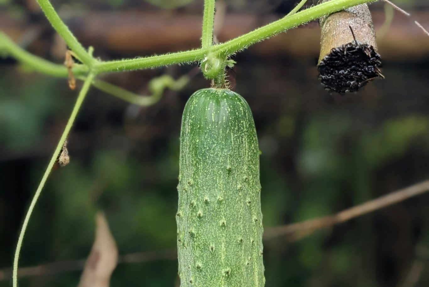 Cucumber plant