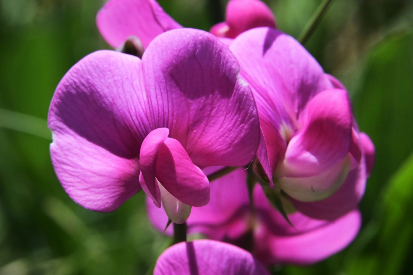 Sweet Pea flower