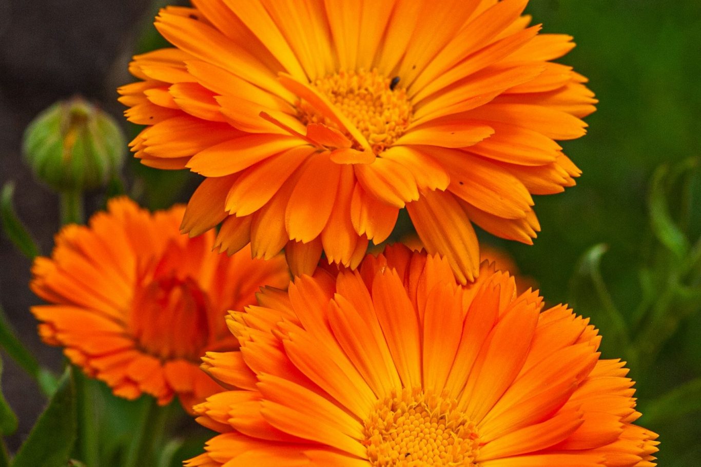 Calendula