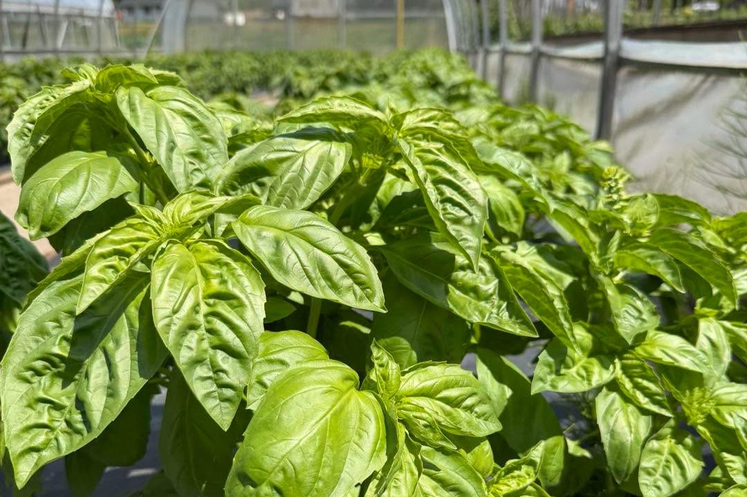 basil plants