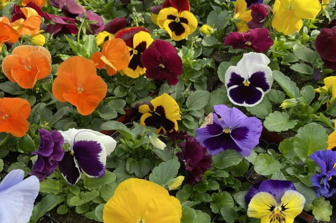 Pansy and Viola