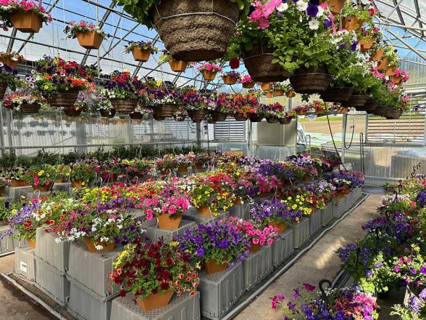 beautiful hanging baskets of flowers