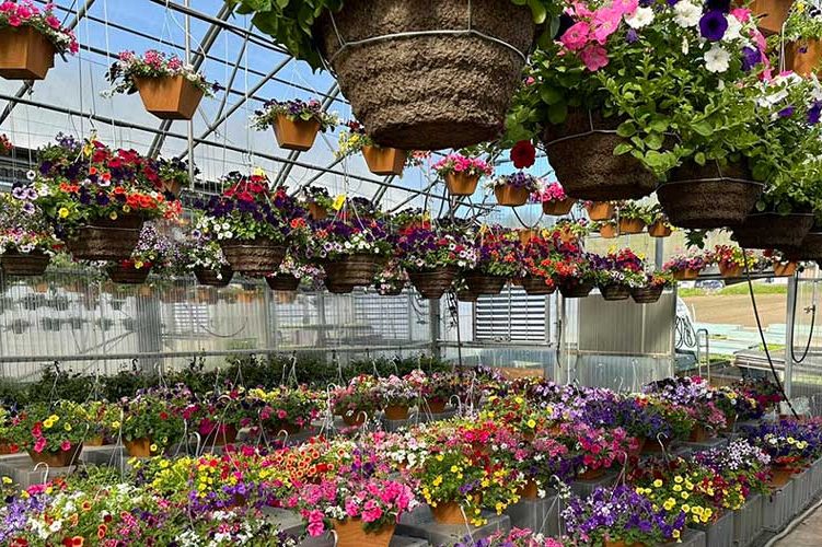 12" hanging baskets