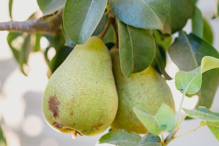Bartlett Pear