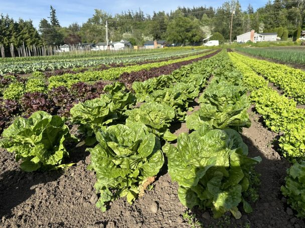 Fields of lettuce