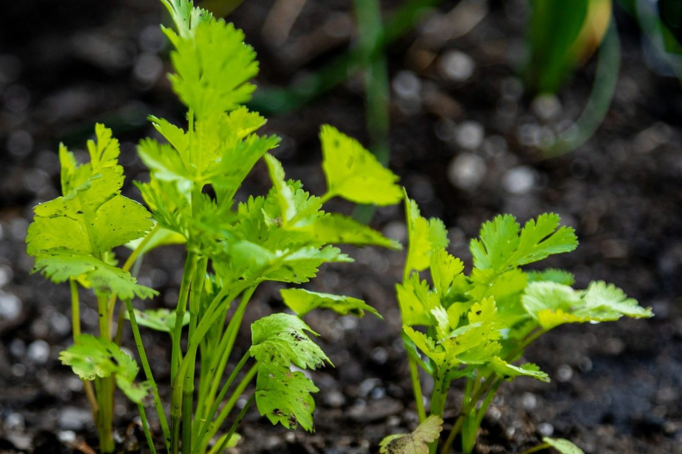 Celery plant