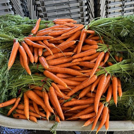 Fresh carrots
