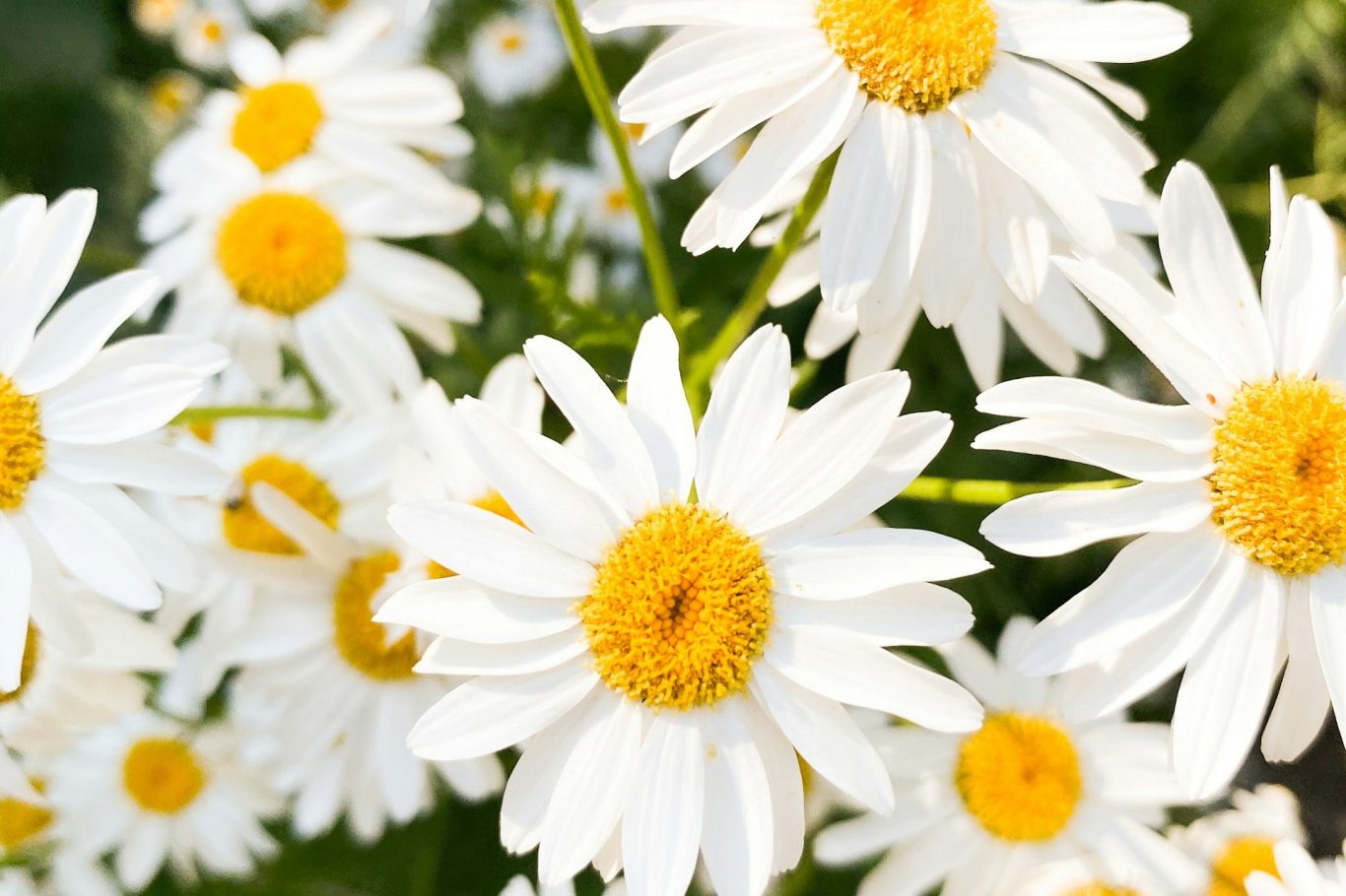 Gerbera Daisies 