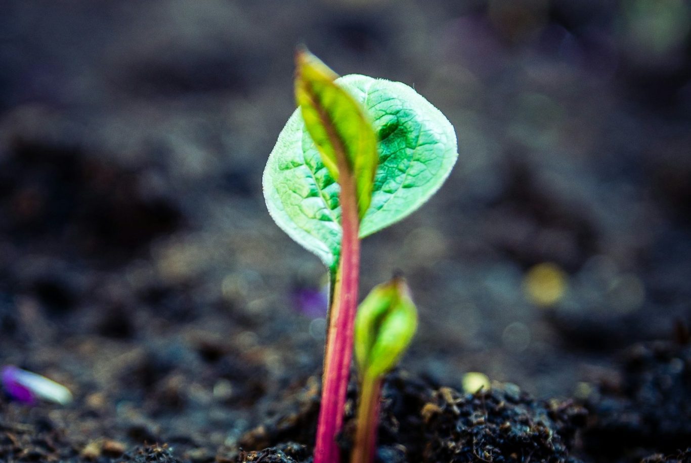 chard