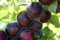 Nadia Plum/Cherry Hybrid