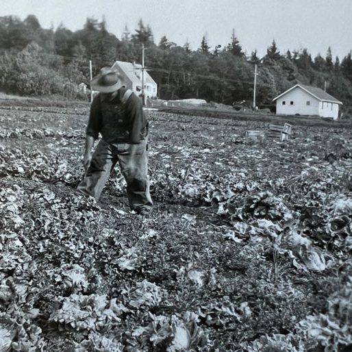 harvesting our produce fresh Harvesting produce in the 1930's