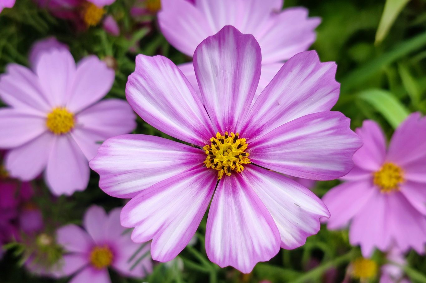 Cosmo flowers