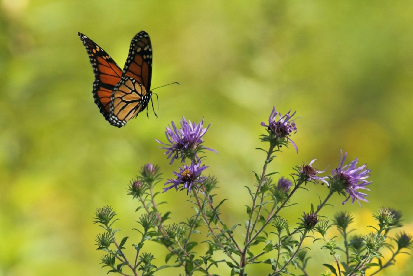 butterfly and flowers
