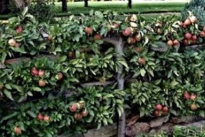 Espalier 3 Tiered Apple Tree