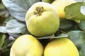 Pineapple Quince