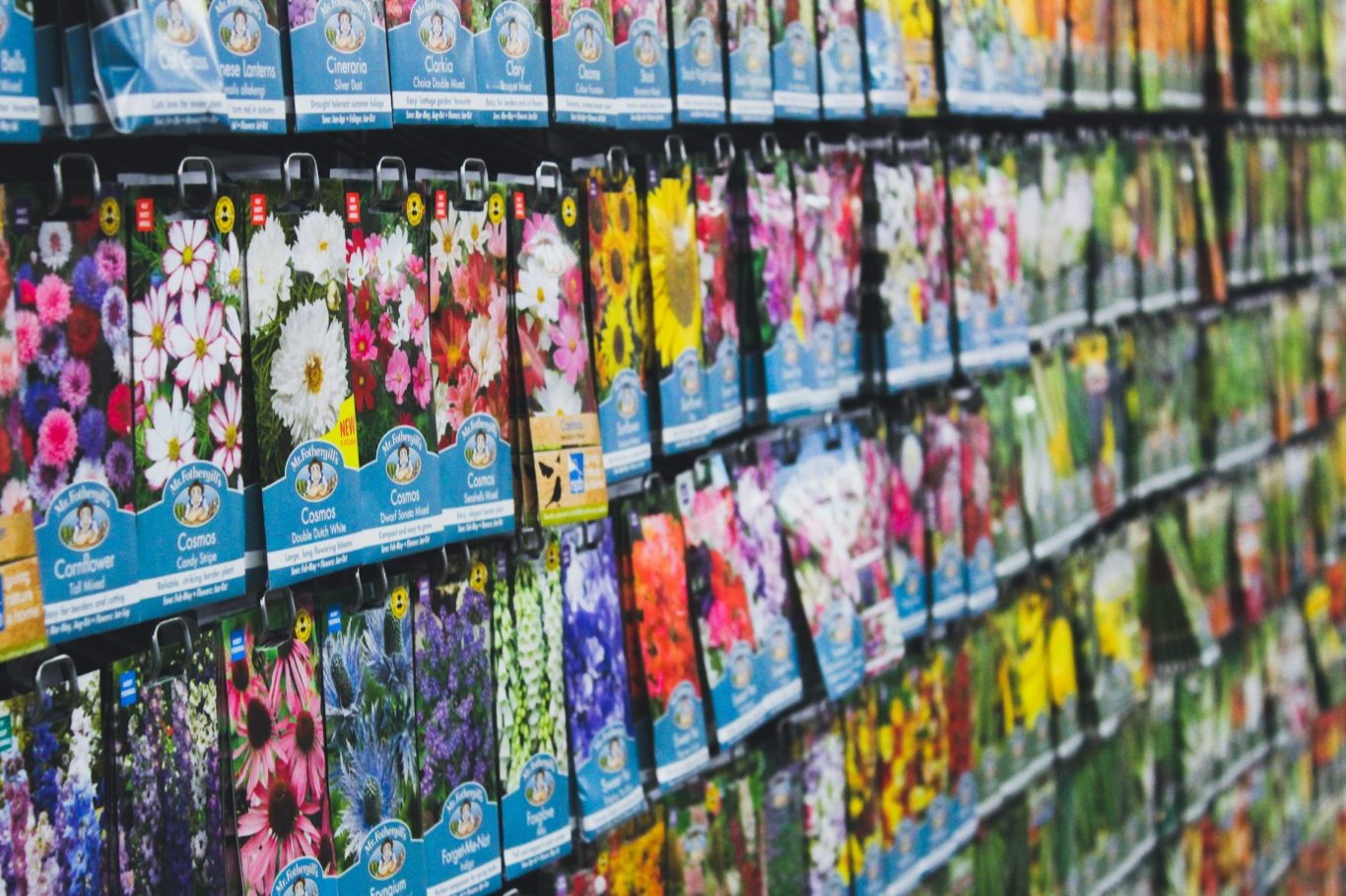 plant seeds