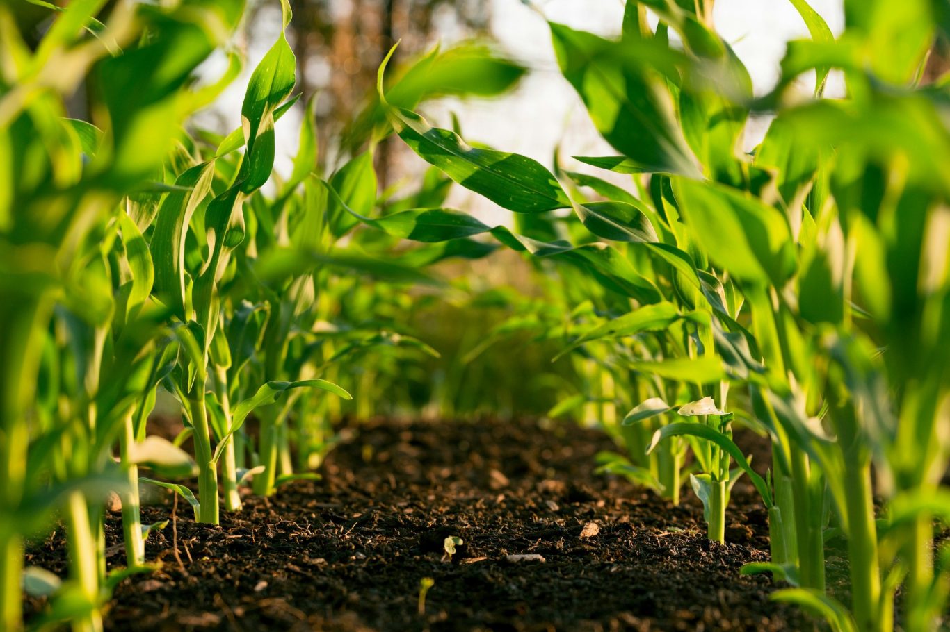 corn growing