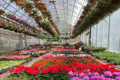 18" hanging baskets