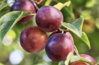 Satsuma Japanese Plum