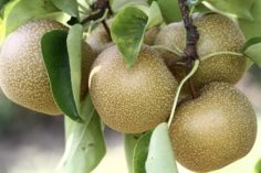 Hosui Asian Pear