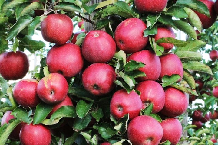 urban tasty red columnar apple