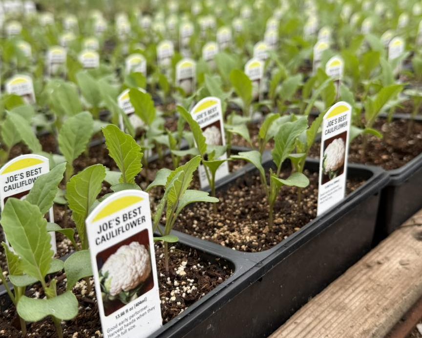 cauliflower starts
