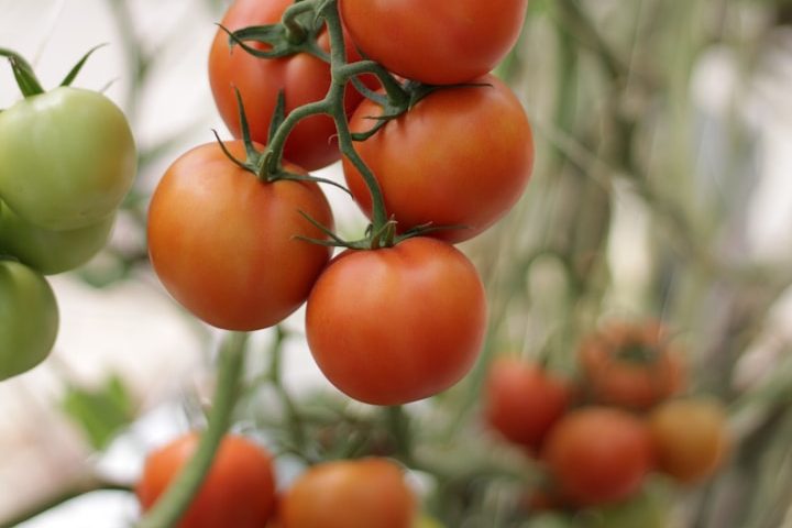 tomato vine