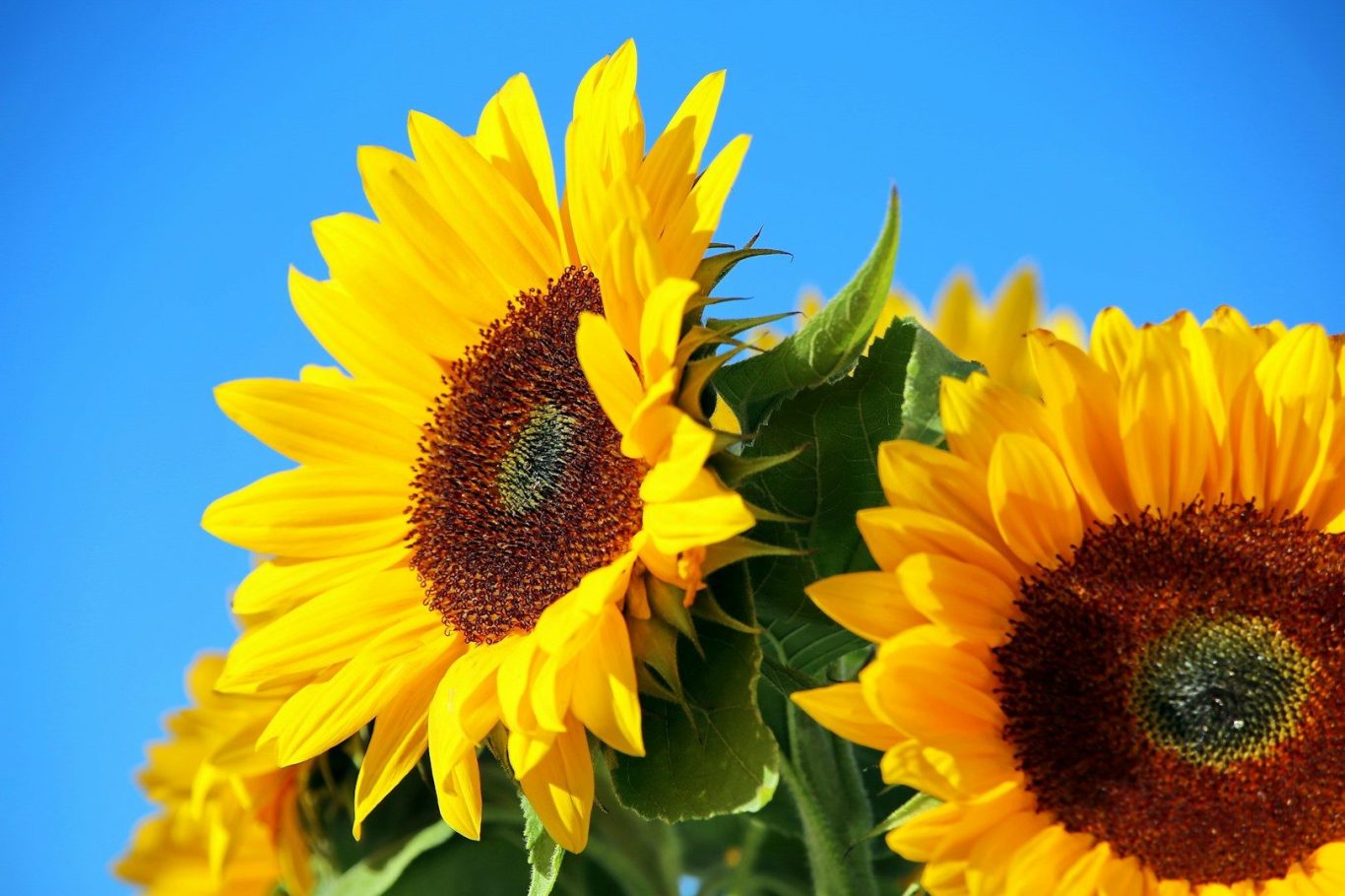 Sunflowers