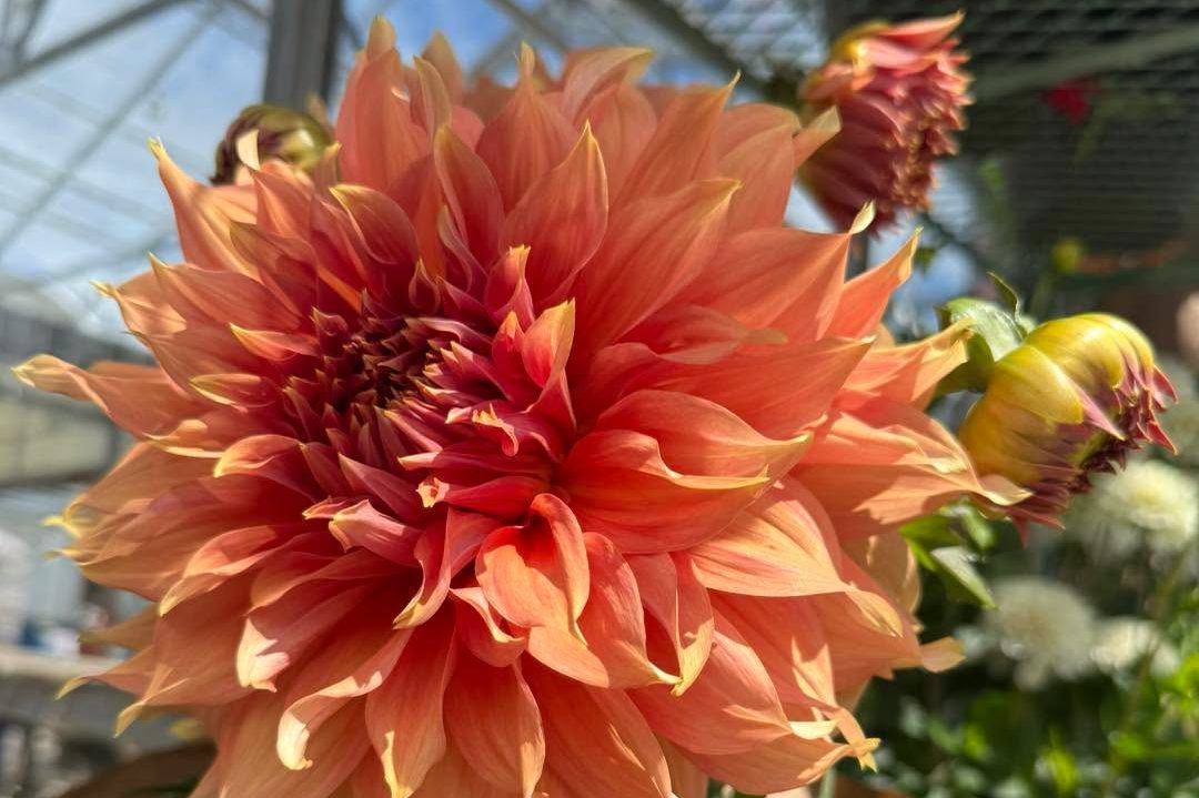 Dahlias