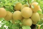 Shiro Japanese Plum