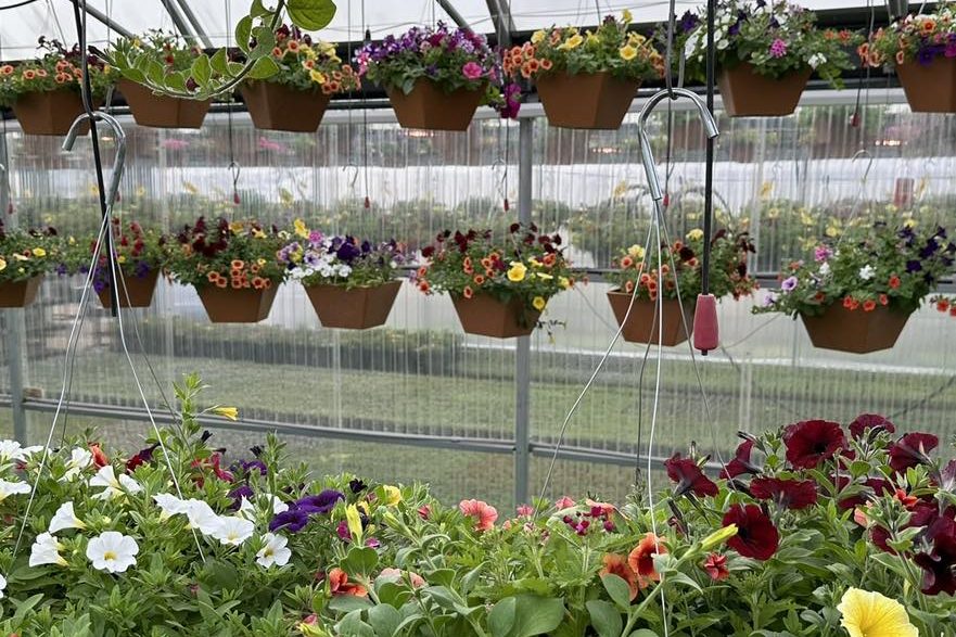 10" hanging baskets