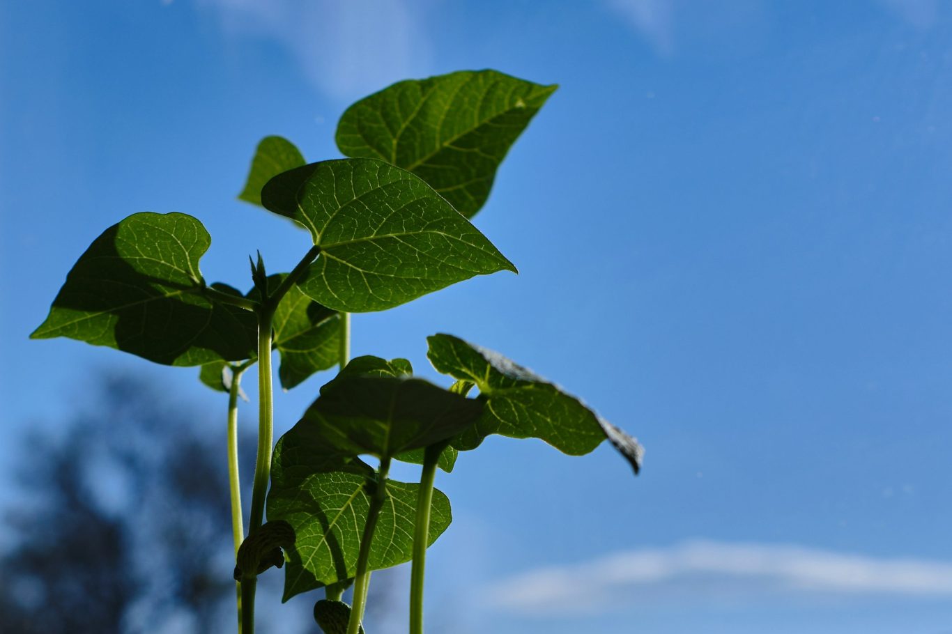 Bean plant