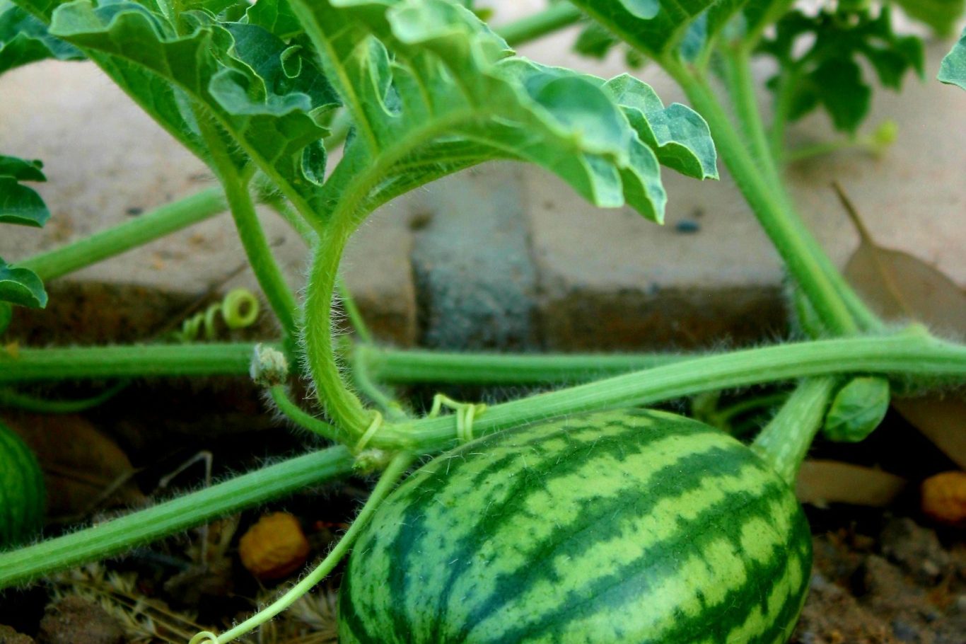 Watermelon plant