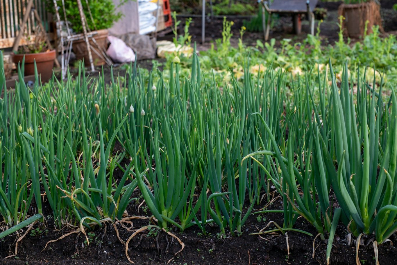 Onions & Garlic