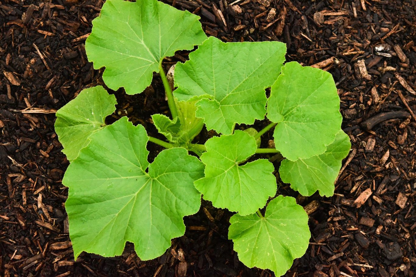 winter squash