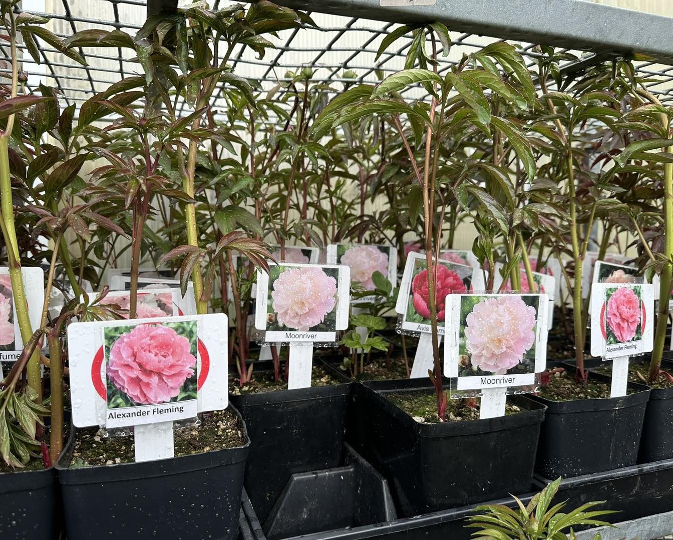 roses