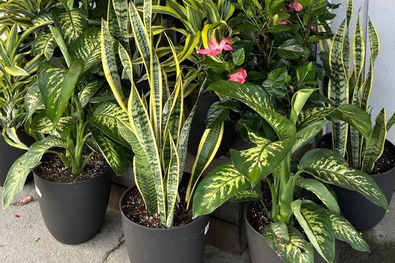 Houseplants