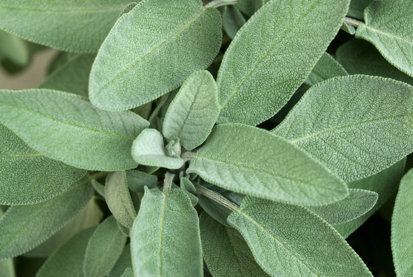 sage