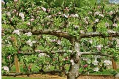 Espalier 3 Tiered Apple Tree