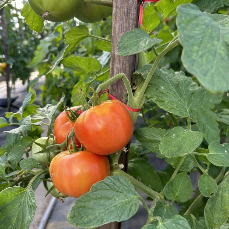 tomato grow tips