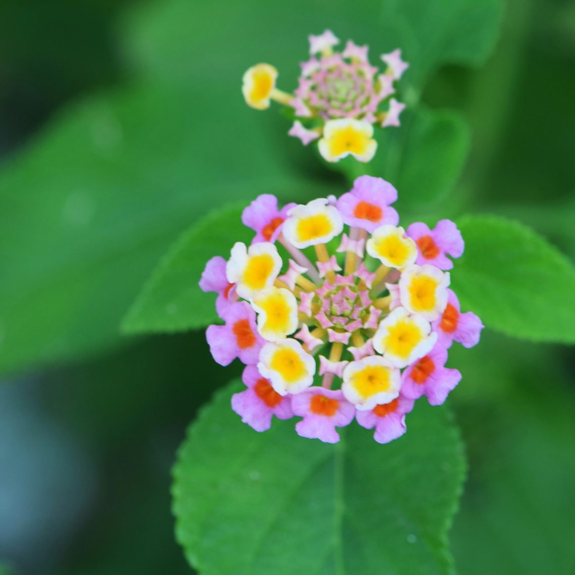 Perennials