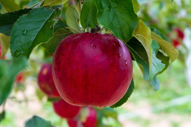 how to grow tomatoes