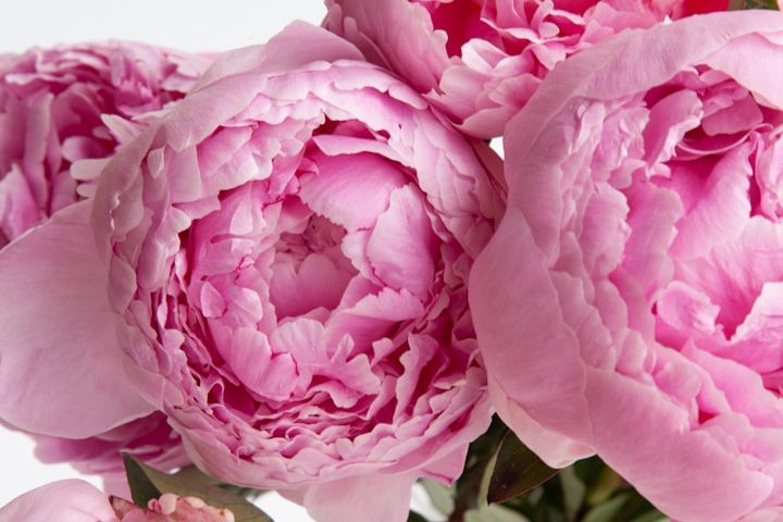 peony flower bouquets