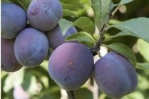 Satsuma Japanese Plum
