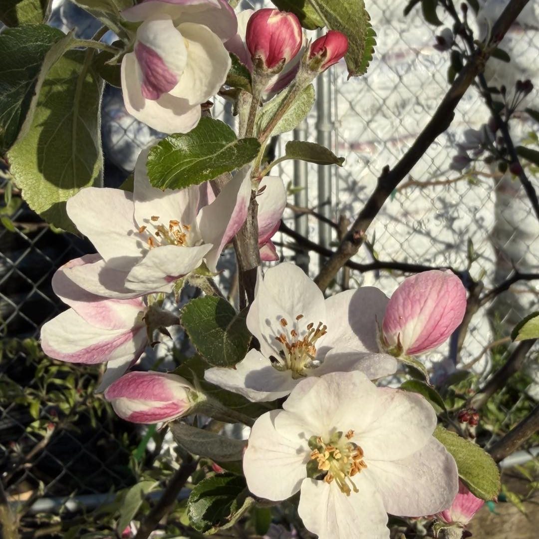 Fruit Tree Blossom